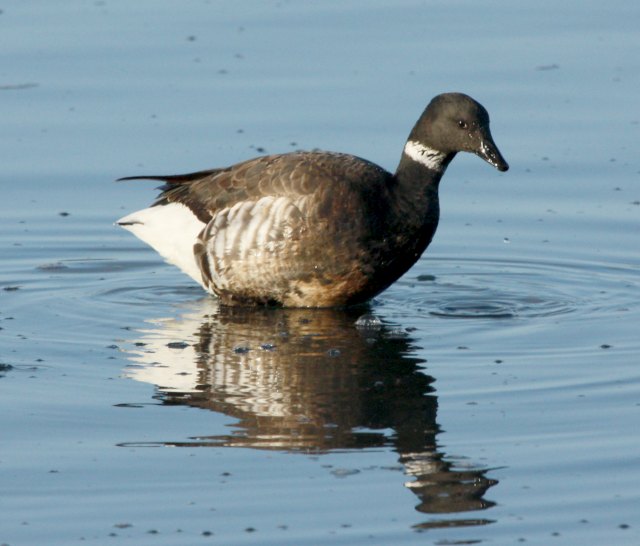 Brant (Pacific 