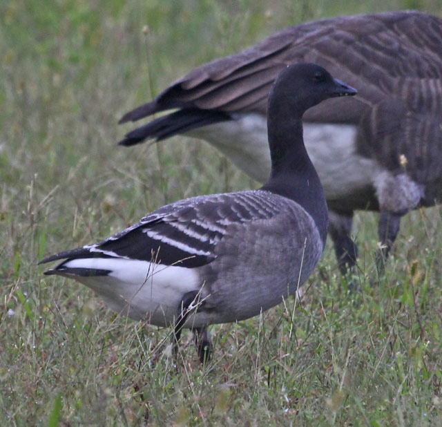 Brant (juvenile Atlantic 