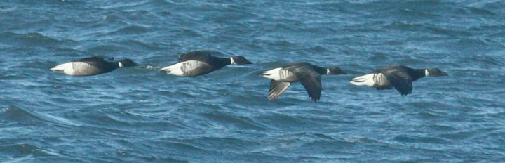 Brant (Pacific 