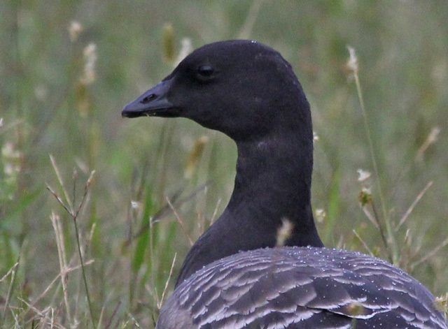 Brant (juvenile Atlantic 