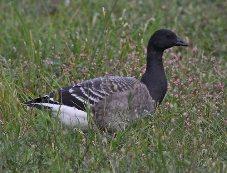 Brant (juvenile Atlantic 