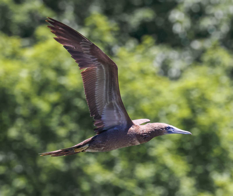 Brown Booby