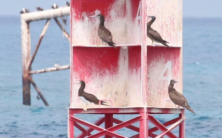 Brown Booby photo #4