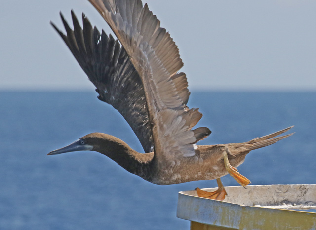 Brown Booby photo #2