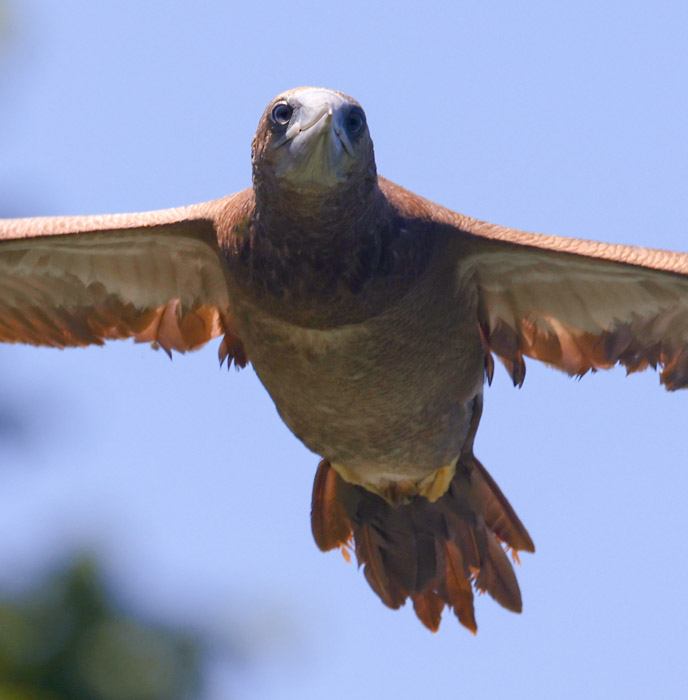 Brown Booby