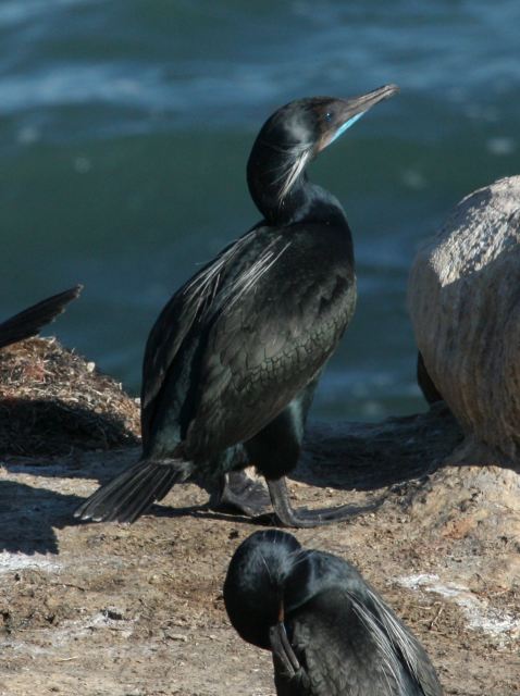 Brandt's Cormorant