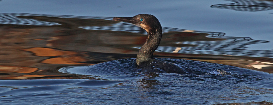 Brandt's Cormorant