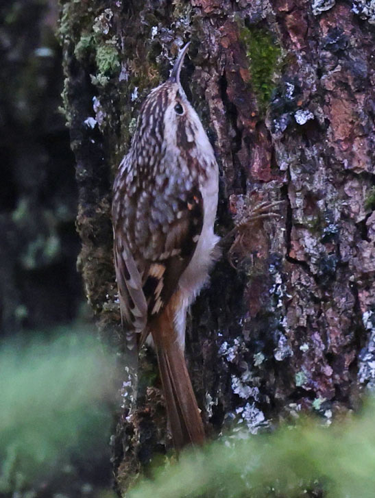 Brown Creeper photo #5