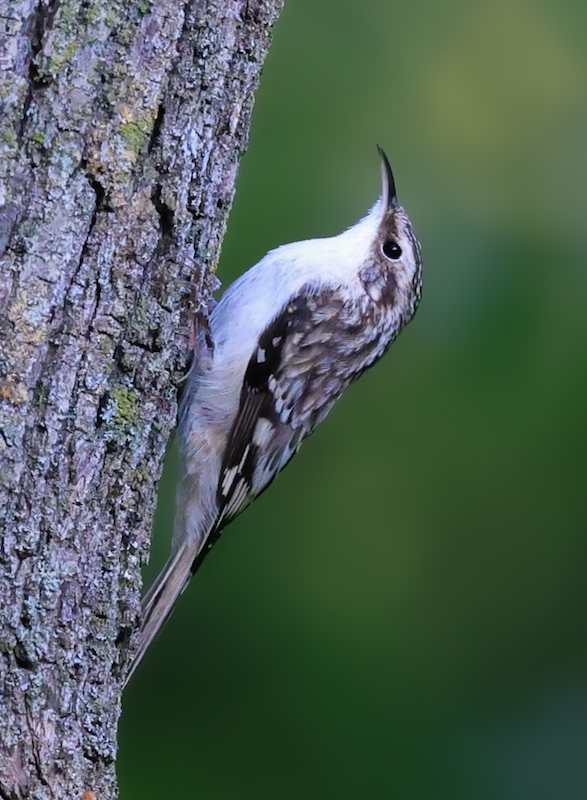 Brown Creeper photo #3