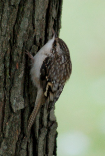 Brown Creeper