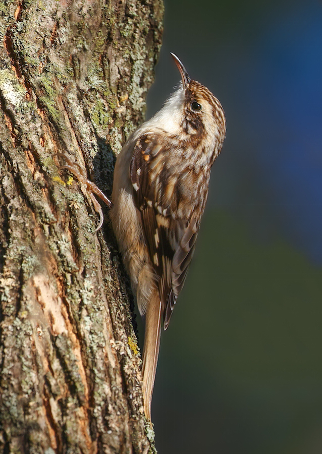 Brown Creeper photo #1