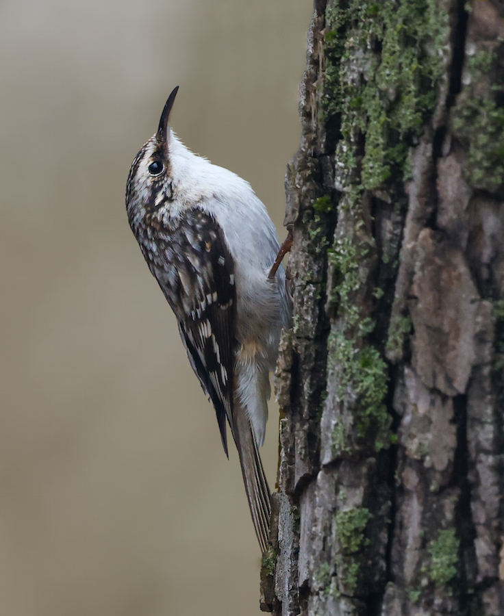Brown Creeper