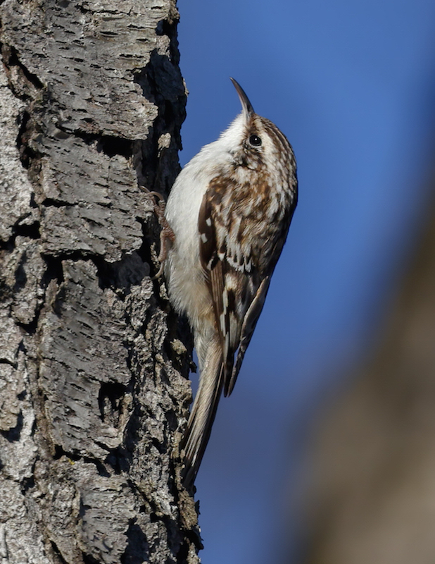 Brown Creeper