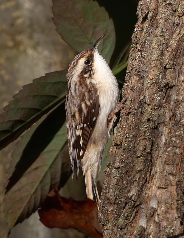 Brown Creeper photo #2