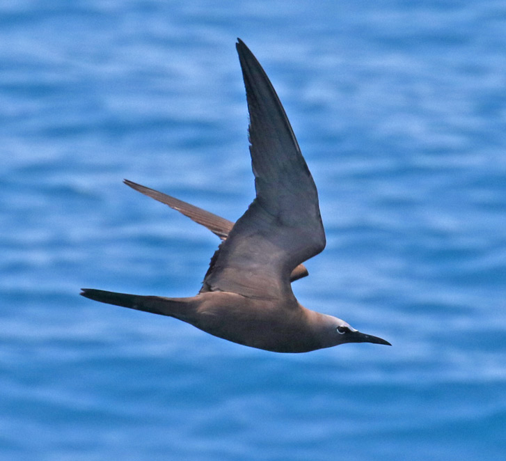 Brown Noddy