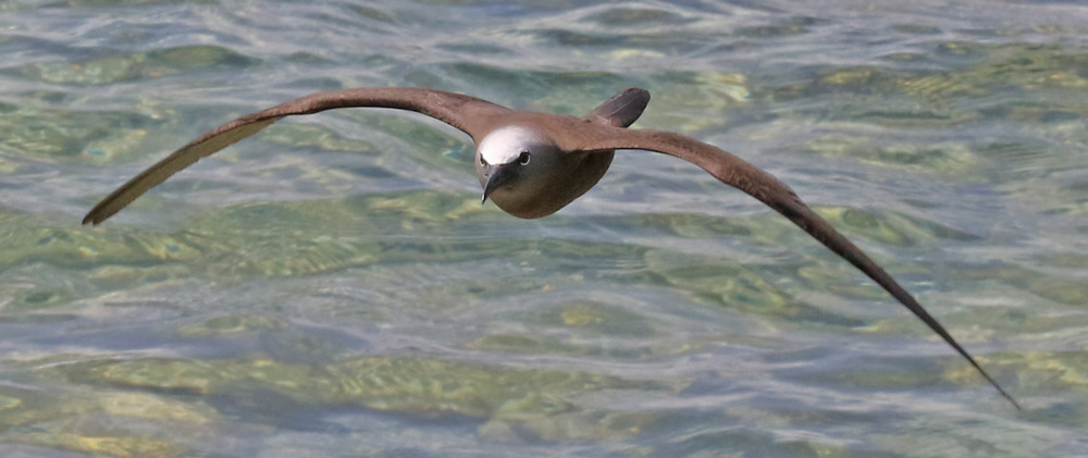 Brown Noddy