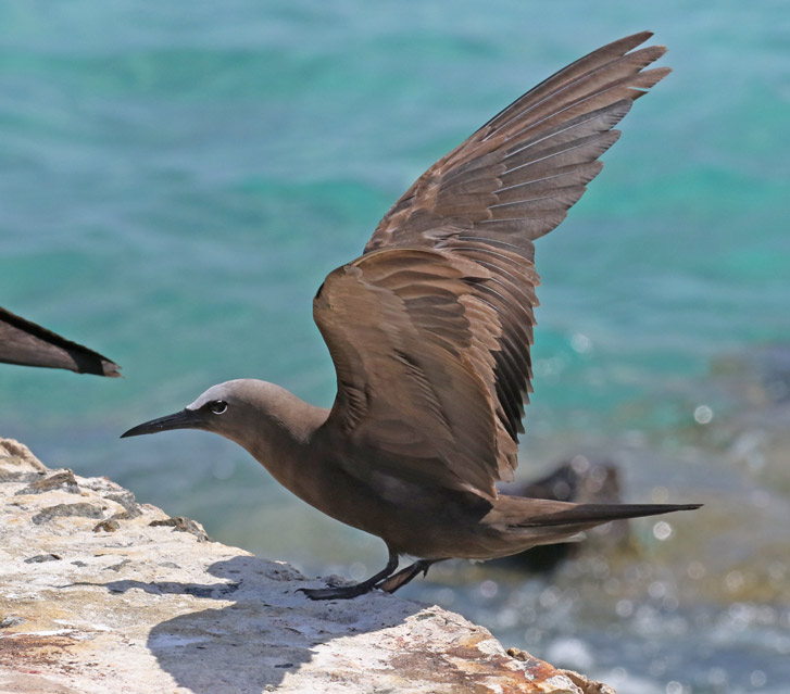 Brown Noddy