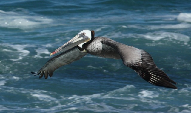 Brown Pelican