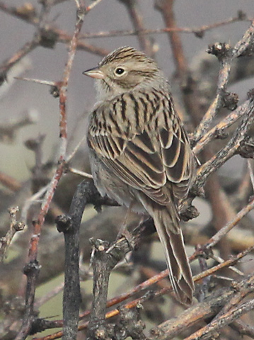 Brewer's Sparrow