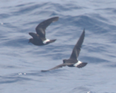 Band-rumped Storm-petrel photo #2