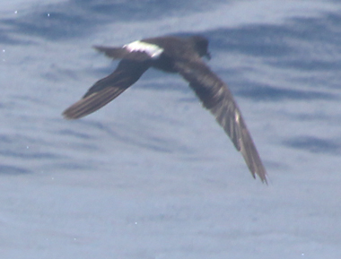 Band-rumped Storm-petrel photo #3