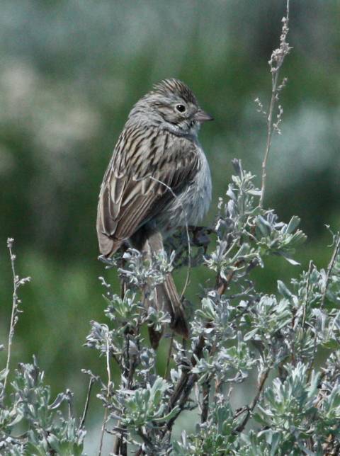 Brewer's Sparrow