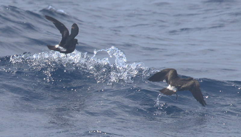 Band-rumped Storm-petrel photo #1