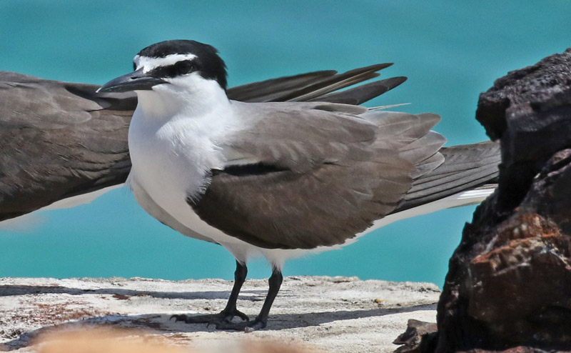 Bridled Tern