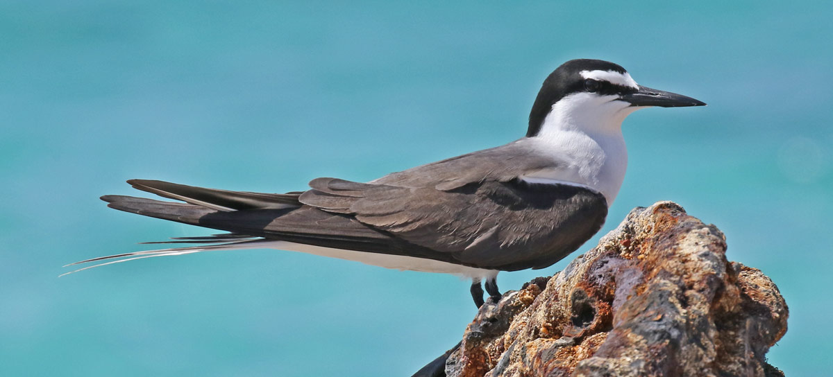 Bridled Tern