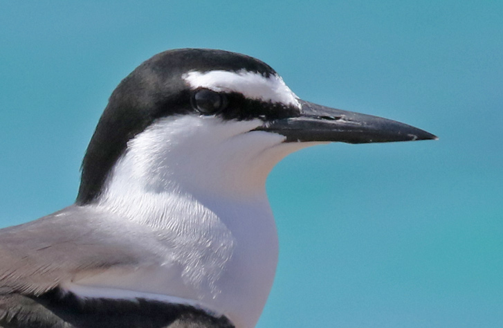 Bridled Tern