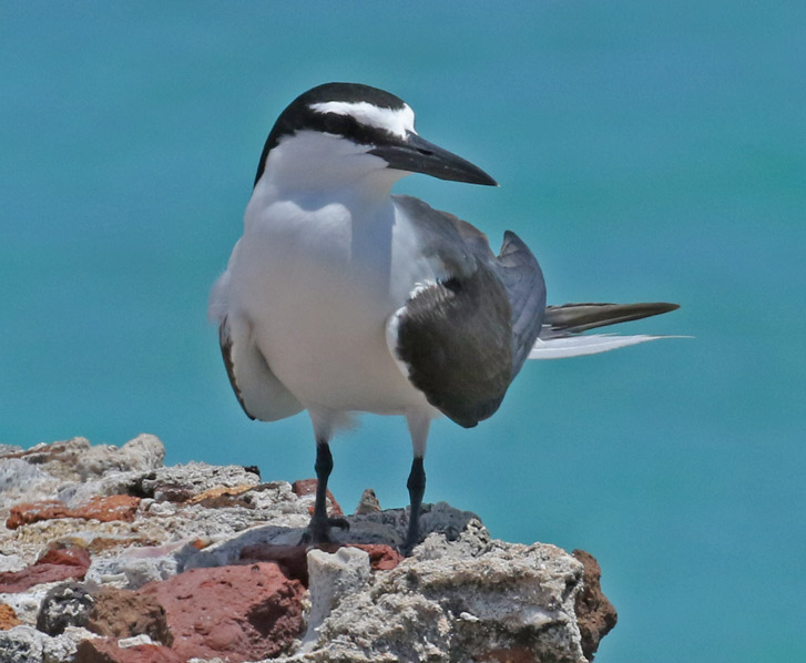 Bridled Tern