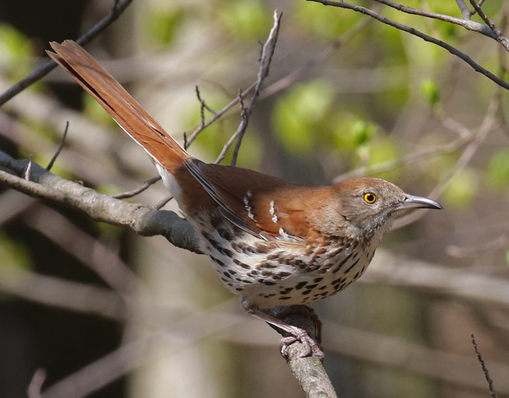 Brown Thrasher photo #1