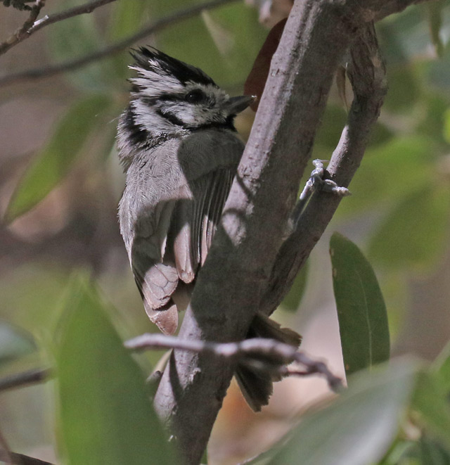 Bridled Titmouse