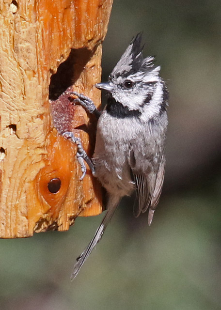 Bridled Titmouse