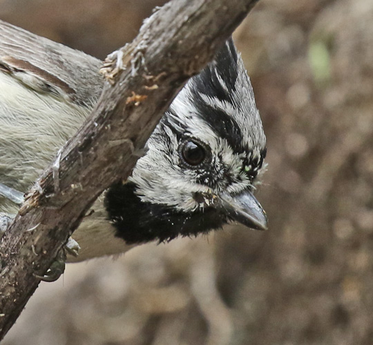Bridled Titmouse