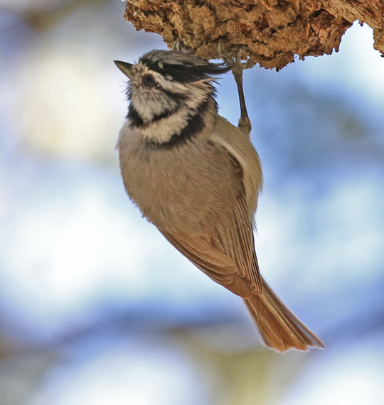 Bridled Titmouse