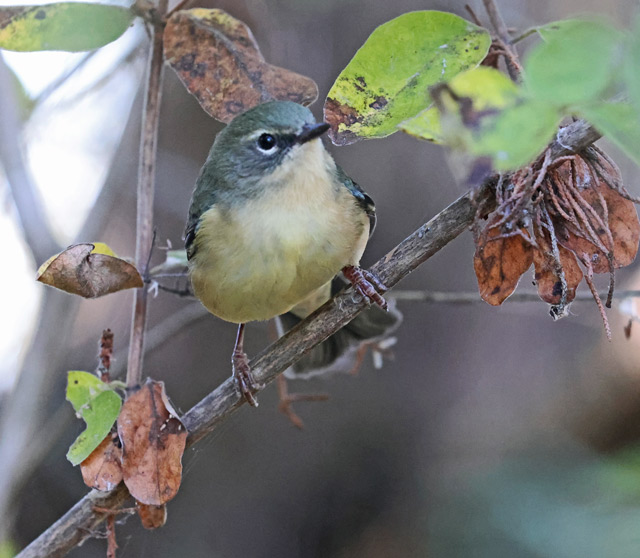 Black-throated Blue Warbler (fall adult female)