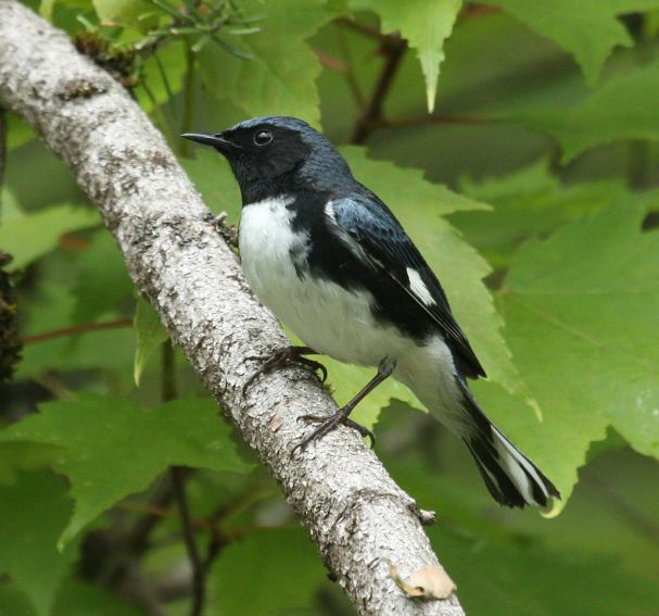 Black-throated Blue Warbler (spring adult male)