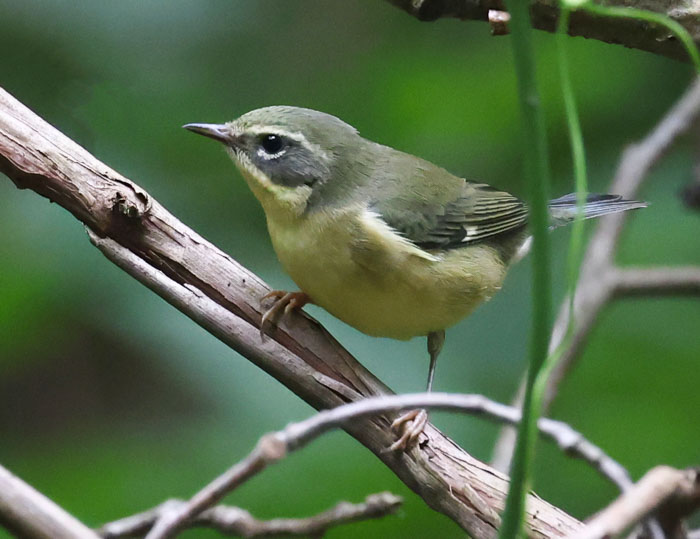 Black-throated Blue Warbler (fall adult female)