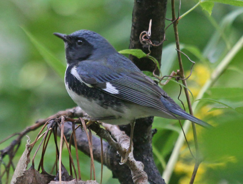 Black-throated Blue Warbler (fall adult male)