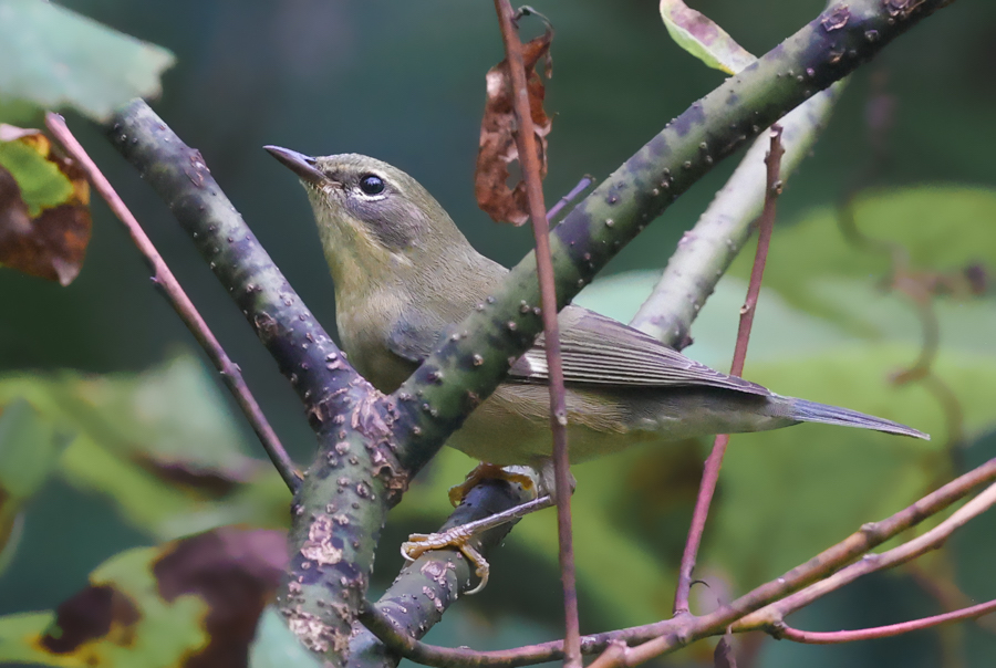 Black-throated Blue Warbler