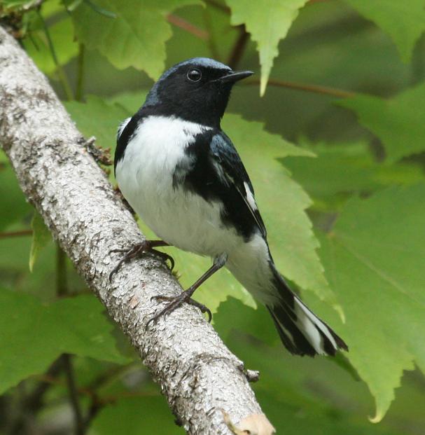 Black-throated Blue Warbler (spring adult male)