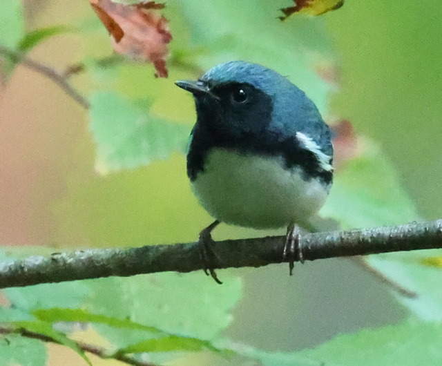 Black-throated Blue Warbler (fall adult male)