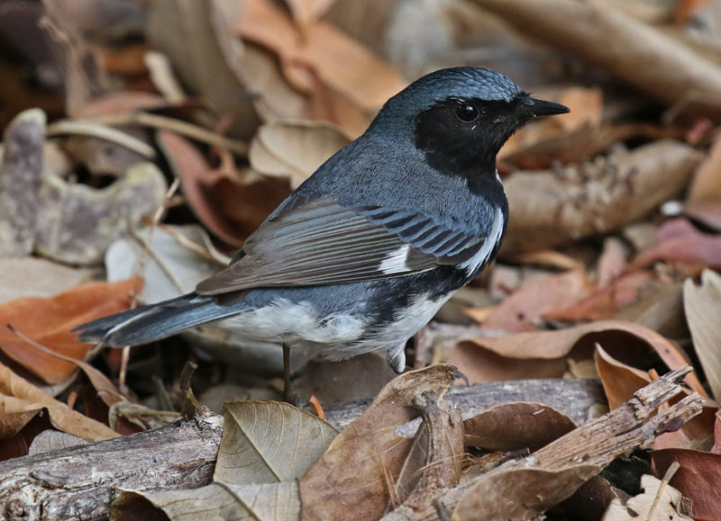 Black-throated Blue Warbler (spring adult male)