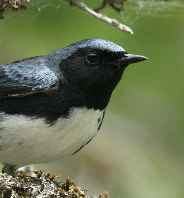 Black-throated Blue Warbler (spring adult male)