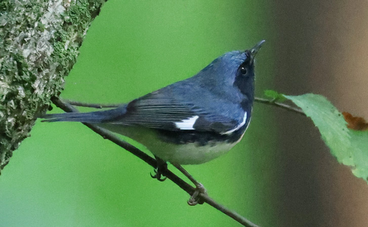 Black-throated Blue Warbler (fall adult male)