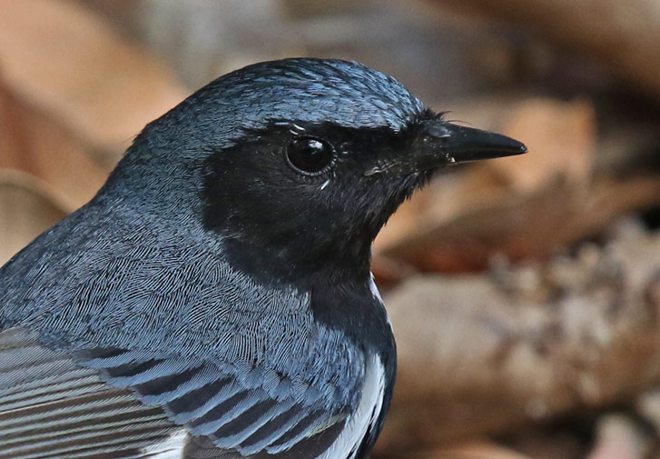 Black-throated Blue Warbler (spring adult male)
