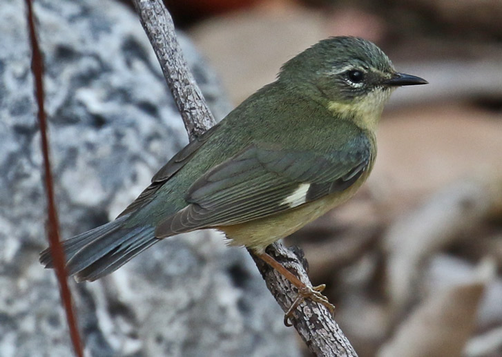 Black-throated Blue Warbler (spring adult male)