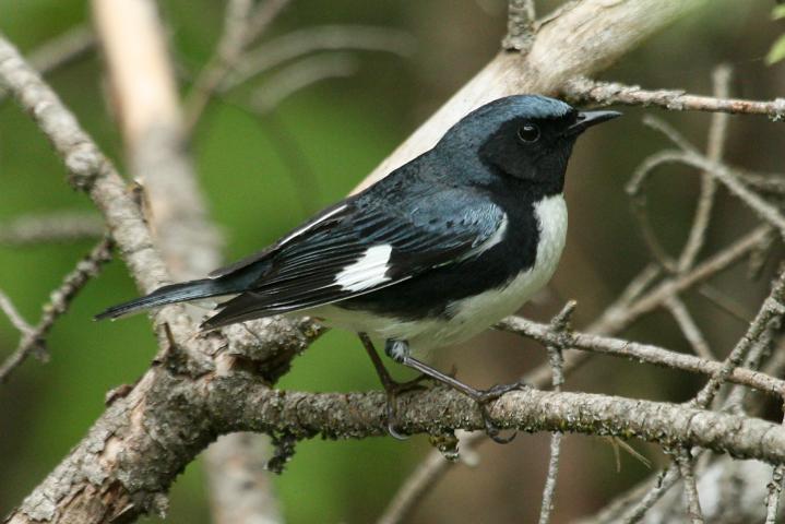 Black-throated Blue Warbler (spring adult male)