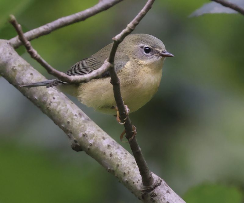 Black-throated Blue Warbler